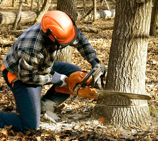 Tree Removal in Greenville, NH